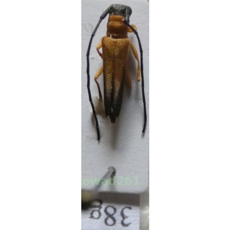 Nupserha ustulata (Erichson, 1834) Philippines38g